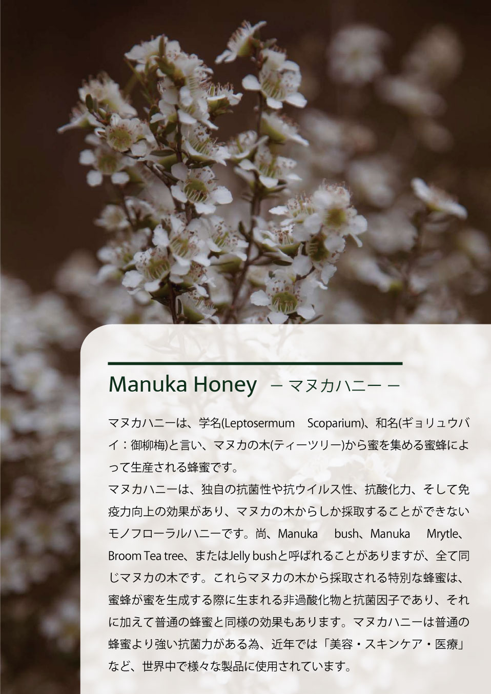 Manuka Honey－ マヌカハニー －。マヌカハニーは、学名(Leptosermum Scoparium)、和名(ギョリュウバイ：御柳梅)と言い、マヌカの木(ティーツリー)から蜜を集める蜜蜂によって生産される蜂蜜です。マヌカハニーは、独自の抗菌性や抗ウイルス性、抗酸化力、そして免疫力向上の効果があり、マヌカの木からしか採取することができないモノフローラルハニーです。尚、Manuka bush、Manuka Mrytle、Broom Tea tree、またはJelly bushと呼ばれることがありますが、全て同じマヌカの木です。これらマヌカの木から採取される特別な蜂蜜は、蜜蜂が蜜を生成する際に生まれる非過酸化物と抗菌因子であり、それに加えて普通の蜂蜜と同様の効果もあります。マヌカハニーは普通の蜂蜜より強い抗菌力がある為、近年では「美容・スキンケア・医療」など、世界中で様々な製品に使用されています。